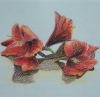 Amaryllis flower.