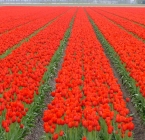 Centraal perspectief met tulpen en bomen.