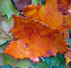Bowl of an autumn leaf