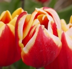Tulips in color.