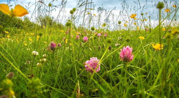 Opleidingen in groene sector bewegen mee met veranderende wereld