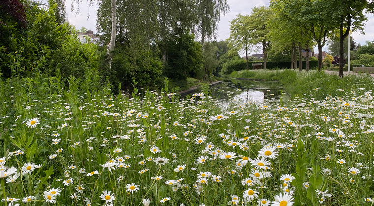 Steenwijkerland op weg naar een natuurinclusieve toekomst 