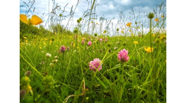 Opleidingen in groene sector bewegen mee met veranderende wereld